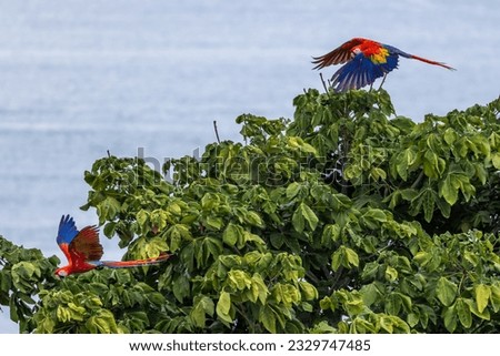Scarlet Macaws at Manuel Antonio Costa Rica