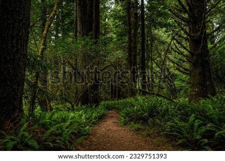 Redwoods National Park in California, USA. Gigantic trees.