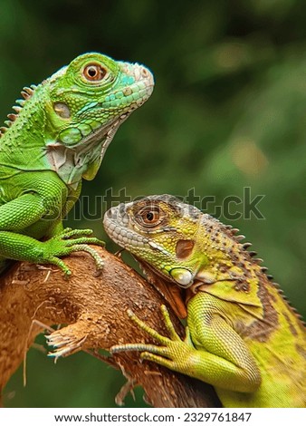 Two Iguanas (Iguana Iguana), one green and the other yellowish green, facing each other on a tree in a park Royalty-Free Stock Photo #2329761847