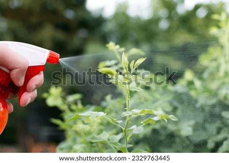 manual spraying of green leafs from diseases and pests. High quality photo
