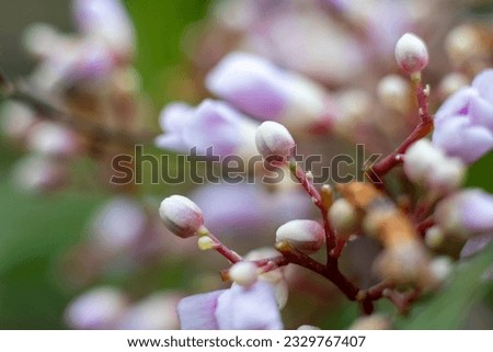 close up picture of a flower
