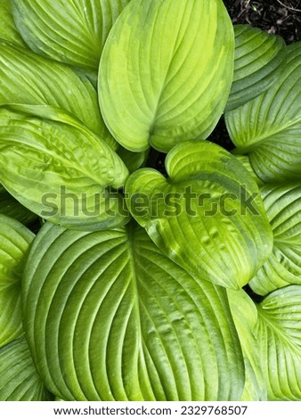 Bright Green hosta leaf background