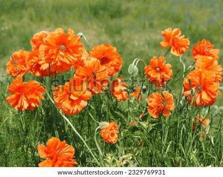 Meadow with flowers. Papaver rhoeas, field poppy   red poppy, is an annual herbaceous species of flowering plant.