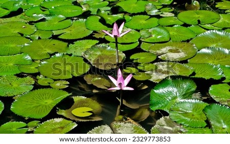 views of lotus flowers and fish in the pond