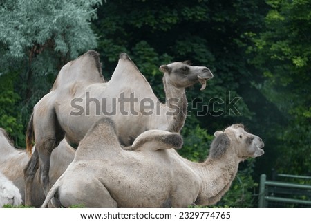 Bactrian camel (Camelus bactrianus) Toronto zoo, Canada  Royalty-Free Stock Photo #2329774765