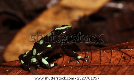 frog Dendrobates auratus registered in panama