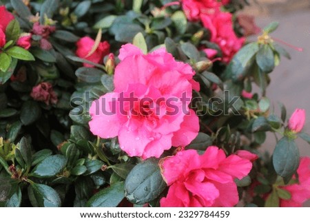 picture of small pink flowers