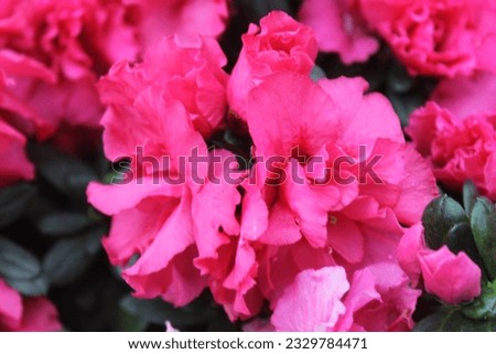 picture of small pink flowers