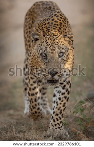Leopard carnivorous animal dangerous look king of yala legend animal portrait srilankan leopard