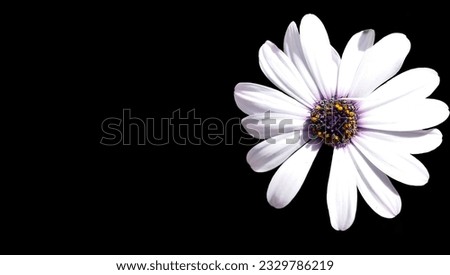 Flower with Black Colored Background and Copy Space