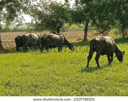 This picture show buffalo are eating grass 