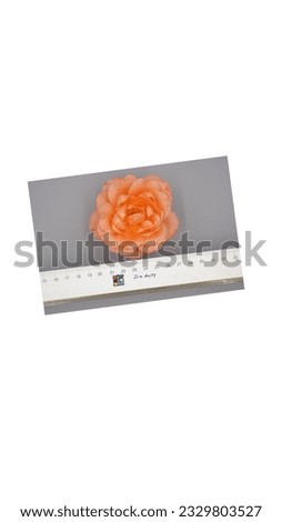 roses in malaysia without background and white colour background