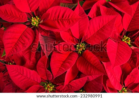 Closeup of red poinsettia flowers (Euphorbia pulcherrima) Royalty-Free Stock Photo #232980991