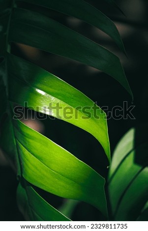 Rhaphidophora leaves stock photo background