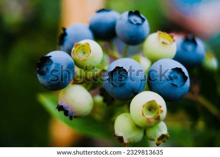 Homegrown huckleberry in the backyard close up. Ripe blueberry berries on the bush. Highbush or tall blueberry cluster. Harvest of blueberry in the garden Royalty-Free Stock Photo #2329813635
