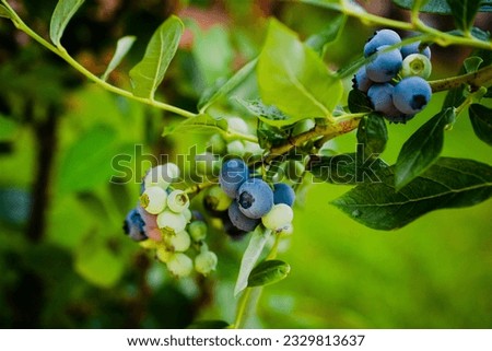 Homegrown huckleberry in the backyard close up. Ripe blueberry berries on the bush. Highbush or tall blueberry cluster. Harvest of blueberry in the garden Royalty-Free Stock Photo #2329813637