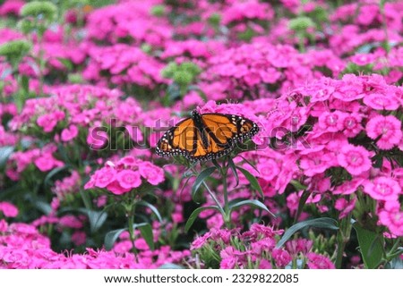 Close-up of a monarch butterfly on a bright pink dianthus flower