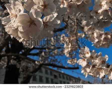 A picture of a cherry branch with a fresh white cherry blossom blossomed full of blue sky and building
