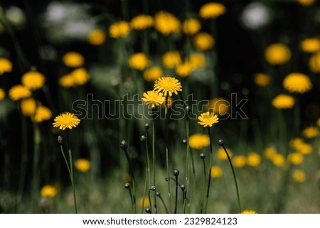 little yellow flowers grow higher and higher in the grass