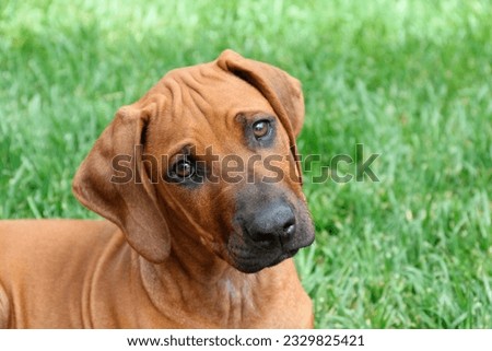 Adorable purebred Rhodesian Ridgeback puppy attentively listening to commands, close-up with background of grass lawn. Royalty-Free Stock Photo #2329825421