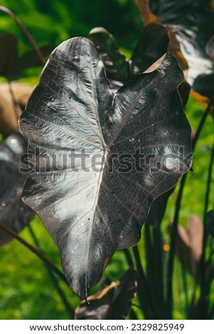 Tropical leaves stock photo texture 
