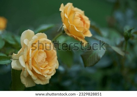  Yellow roses with bokeh in a park                              