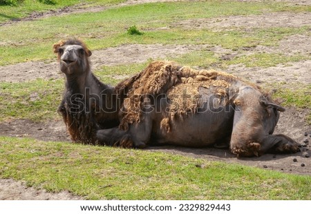 The Bactrian camel (Camelus bactrianus) the animal molts in summer and rests in the sun, Askania-Nova, Ukraine Royalty-Free Stock Photo #2329829443