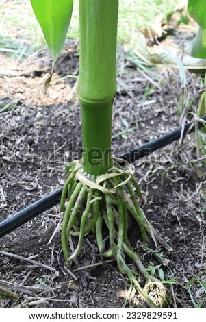 Green hybrid corn roots anchored to the ground