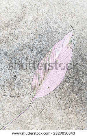 Abstract background image of leaves lying on old cement floor.