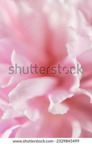 Blooming pink peony flower. Macro image, shallow depth of field. Beautiful flower peonies background
