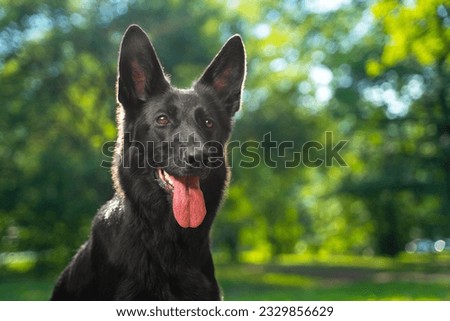 Portrait of smart black german dog on walk in park on blurred green tree joyfully stuck out his tongue from summer heat Police, guide dog, bloodhound outdoor training Sleek pet with non-standard color Royalty-Free Stock Photo #2329856629