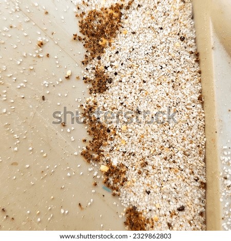Dead fire ants that ate poisonous bait. Concept of pest control