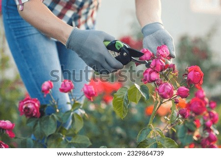 girl gardener prunes diseased and withered roses in the garden with secateurs Royalty-Free Stock Photo #2329864739