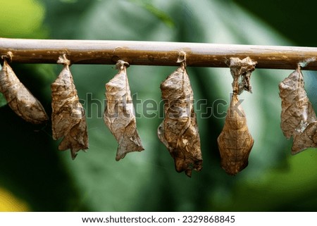 empty pupae of the Giant Owl Butterfly (Caligo memnon) hangingon a stick