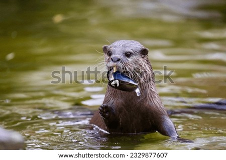 Asian small-clawed otter in the water eating muscles 