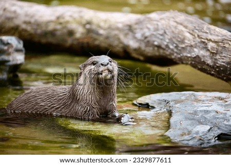 Asian small-clawed otter playing in the water
