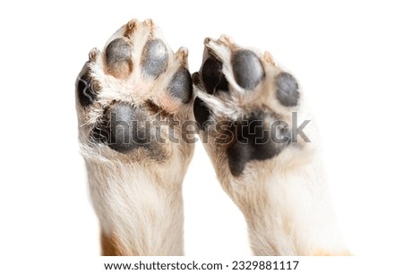 dog paw isolated on white background Royalty-Free Stock Photo #2329881117