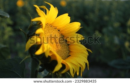 bright yellow sunflower lit by the sun