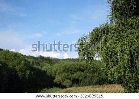 Nice picture with blue sky, forest, and trees and clouds