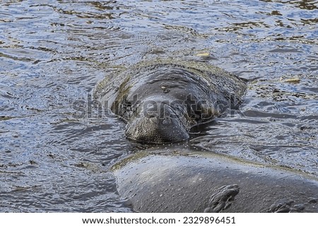 Manatees congregate in a canal in Satellite Beach Florida on a cold winter day