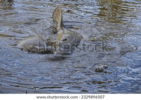 Manatees congregate in a canal in Satellite Beach Florida on a cold winter day