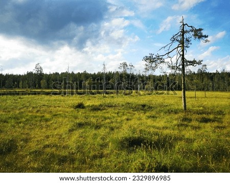 Picturesque view of wild nature in Eastern Finland Kainuu Region bordering Russia on  asunny summer day