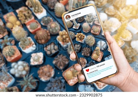 Woman using smartphone to take a picture of cactus and share it on social media. Several species of cactus in a pot hobbies or commercial gardening .