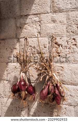 A red onion hangs on a wall in Italy and dries under the hot sun.