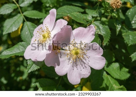 Rosa Canina flowers with pink petals. wild shrub flowers growing in summer. Dog rose 