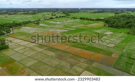 The rice fields of the people of West Aceh district