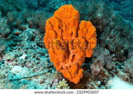 Stylotella aurantium sponge coral Boracay Island Philippines