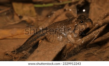 juvenile of the frog Leptodactylus podicipinus finishing metamorphosis 