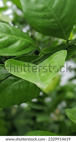 orange green leaf picture click amazing 