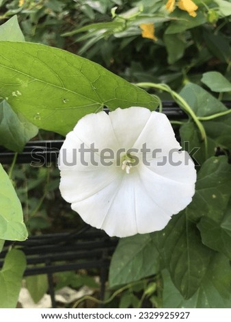 Ipomoea alba, sometimes called the tropical white morning-glory or moonflower or moon vine, is a species of night-blooming morning glory, native to N S America, Arizona, Florida and West Indies. Royalty-Free Stock Photo #2329925927